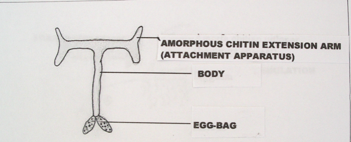 Anchor worm