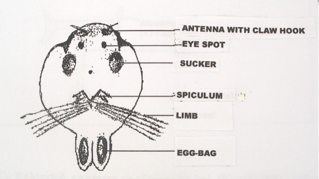 Fish Louse