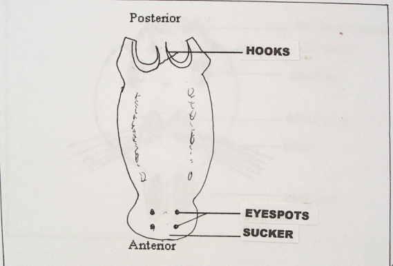 Gill Flukes Egg layer