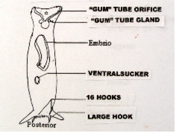 Skin Flukes Livebearers